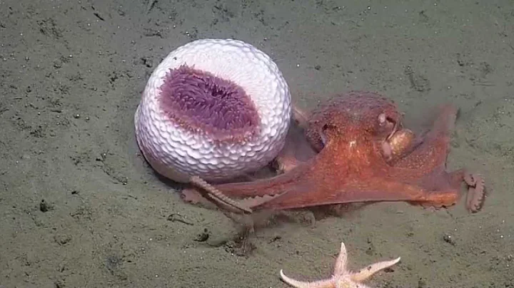 Anemone Hides from Octopus | Nautilus Live