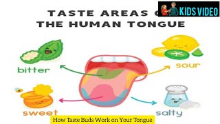 How Taste Buds Work On Your Tongue Kids Knowledgeble Video Fun Facts