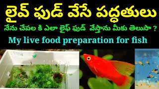 #livefoodforfish#platyfish#moinacalture my home breed live food preparation for fish telugu