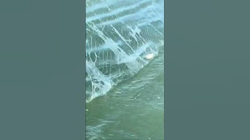 Đánh lưới gần bờ  trúng mẻ cá đục lớn