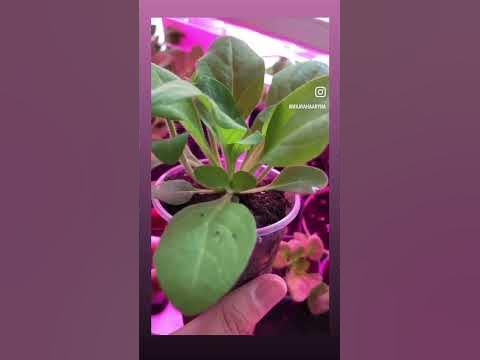 Как растут Изи Вейв? #petunia #петуния - YouTube