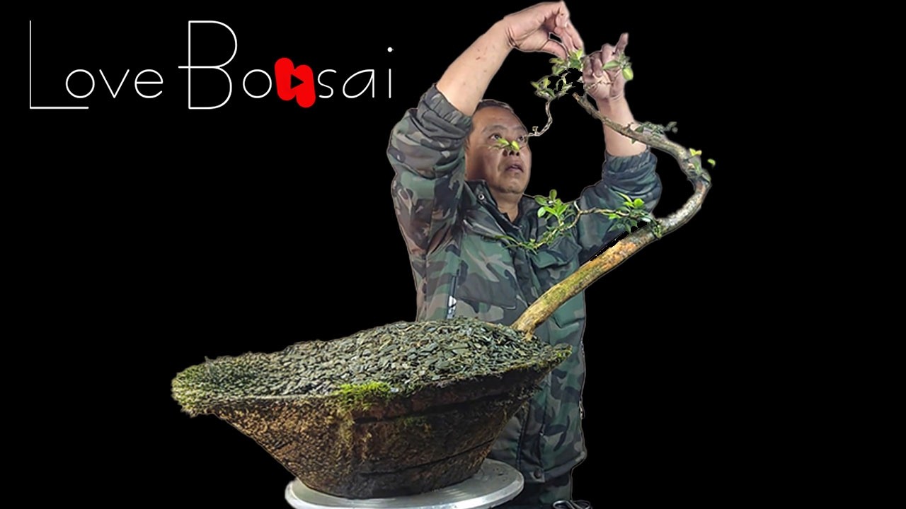 Would you like a recreated forest bonsai tree? #bonsai #lovebonsai #bonsai #tree #garden #plants