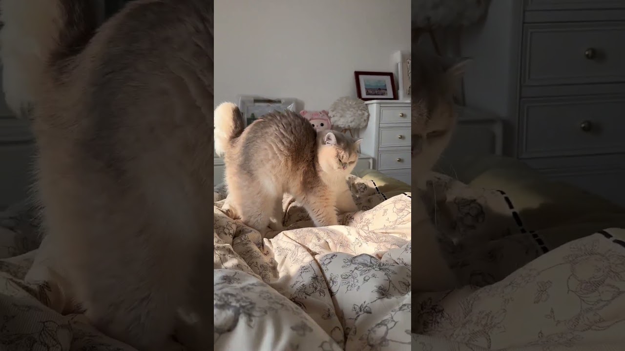 Pawsome snoozer taking a well-earned break 