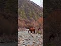 Mountain's of Kyrgyzstan#travel#travelstorrie#dreamland#