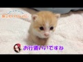 幼少期の小っちゃくて可愛い虎徹くん！(子猫シリーズ②)