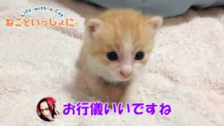 猫の虎徹 こてつ のyoutube動画もたっぷりご紹介 飼い主煉 れん さんとの馴れ初めがキュンときます インフルエンサーめそっど