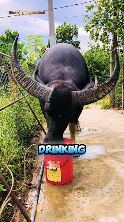 Salt Water for Fighting Buffalo #buffalo #buffaloes #kerbau #animals #cow #bull #shortsfeed #short