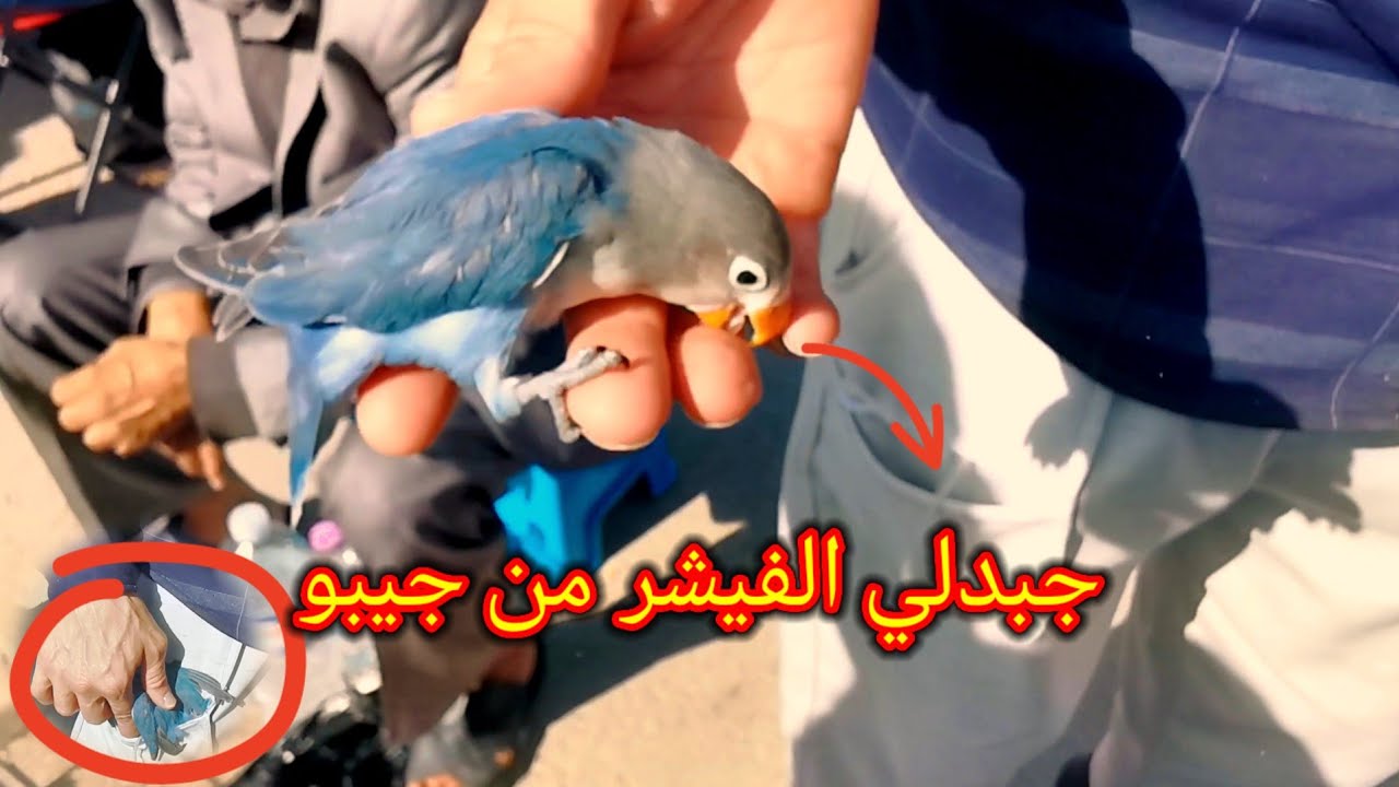 ألماس و أناناس | الببغاء حرّ في الحراش | سوق الجمعة