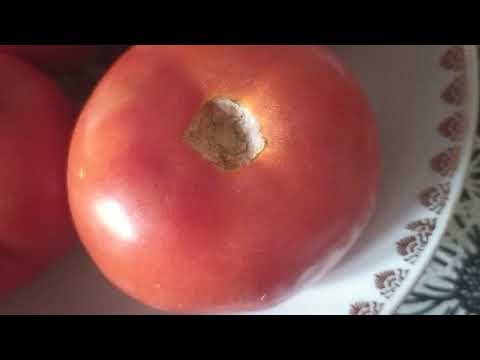 Video: Pomidor Yeməyin Faydaları Və Zərərləri