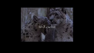 قرآن كريم|خلق السماوات بغير عمد ترونها|القارئ ياسر الدوسري|سورة لقمان♡