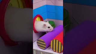 Hamster Escape Supermax Prison Maze Challenge