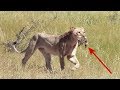 Lion vs Ostrich chicks - Female takes advantage of easy prey in Kgalagadi National Park