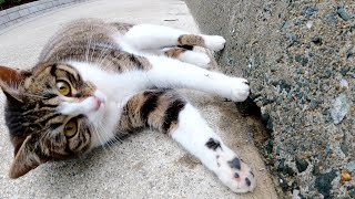 わんぱくなキジシロ猫が穴に手を突っ込んでほじくり返す