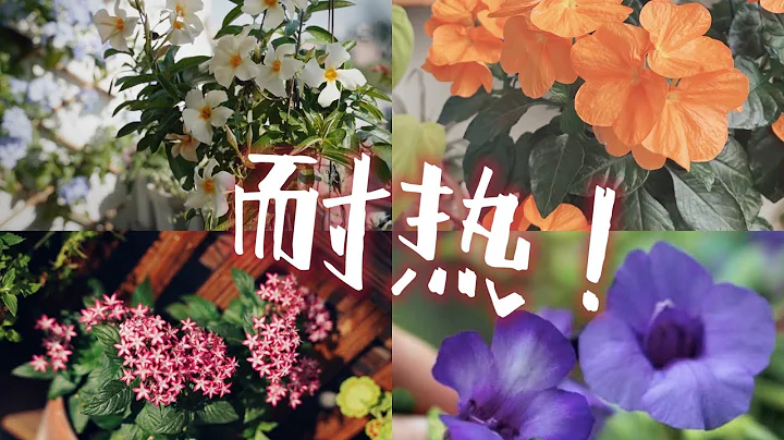 夏季耐熱盆栽怎麼選？良心安利夏日盆栽，爆花戶！趕緊動起來吧~【航哥種草很積極】 - 天天要聞