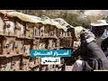 أسرار جودة العسل اليمني وطرق تربية النحل تجوال 2 أسرار جودة العسل اليمني وطرق تربية النحل تجوال 2