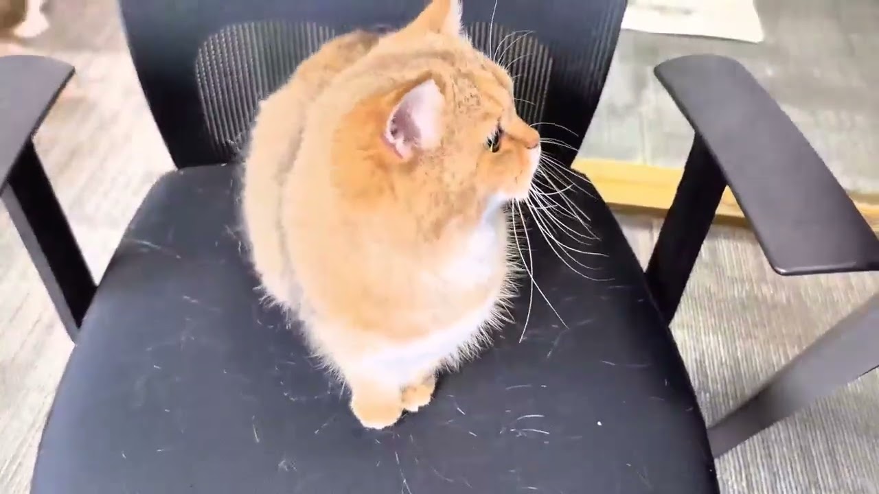 RealRoller- Tear-free lint roller