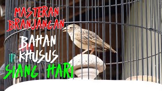 masteran burung branjangan bahan khusus di siang hari cukup 30 menit||dunia burung indo