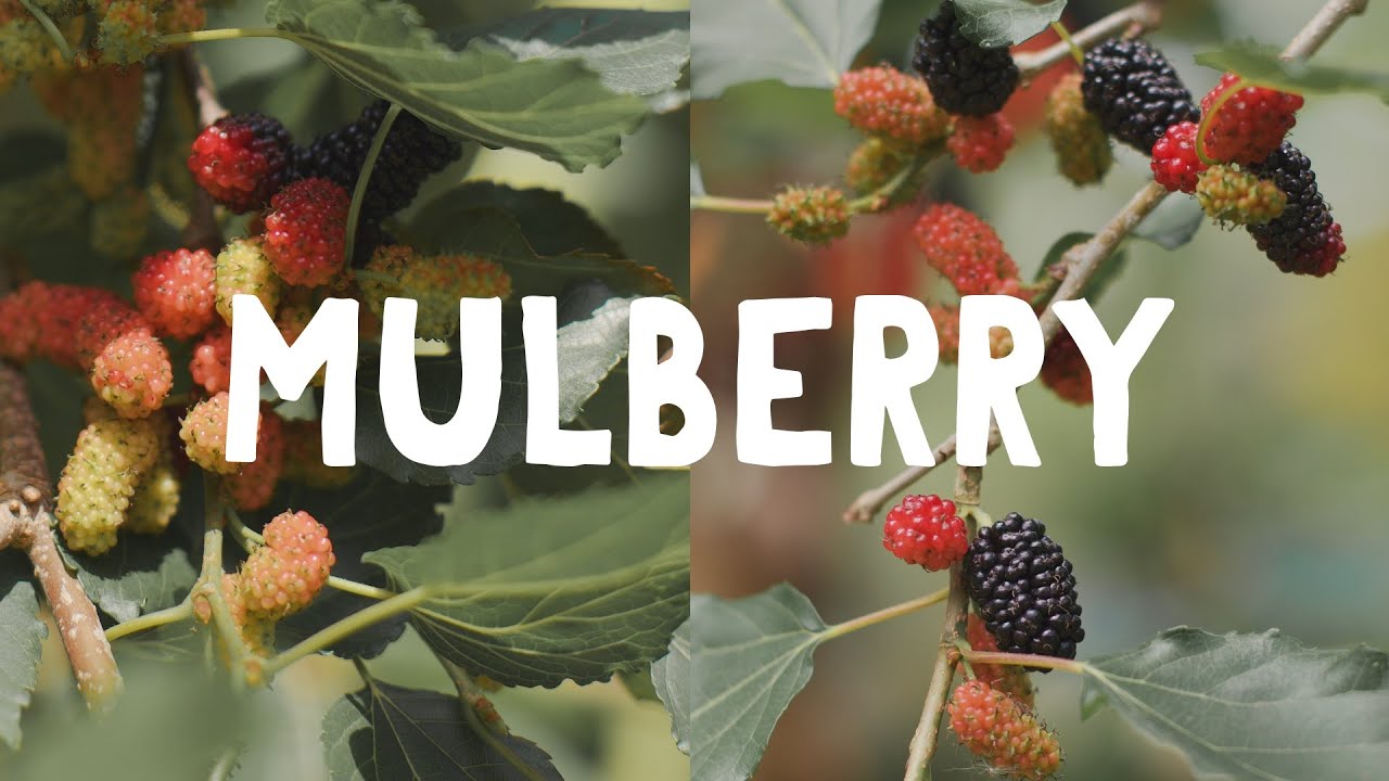 How to Grow Gorgeous Mulberry Trees