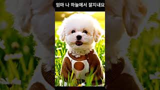 걱정하지마세요.강아지