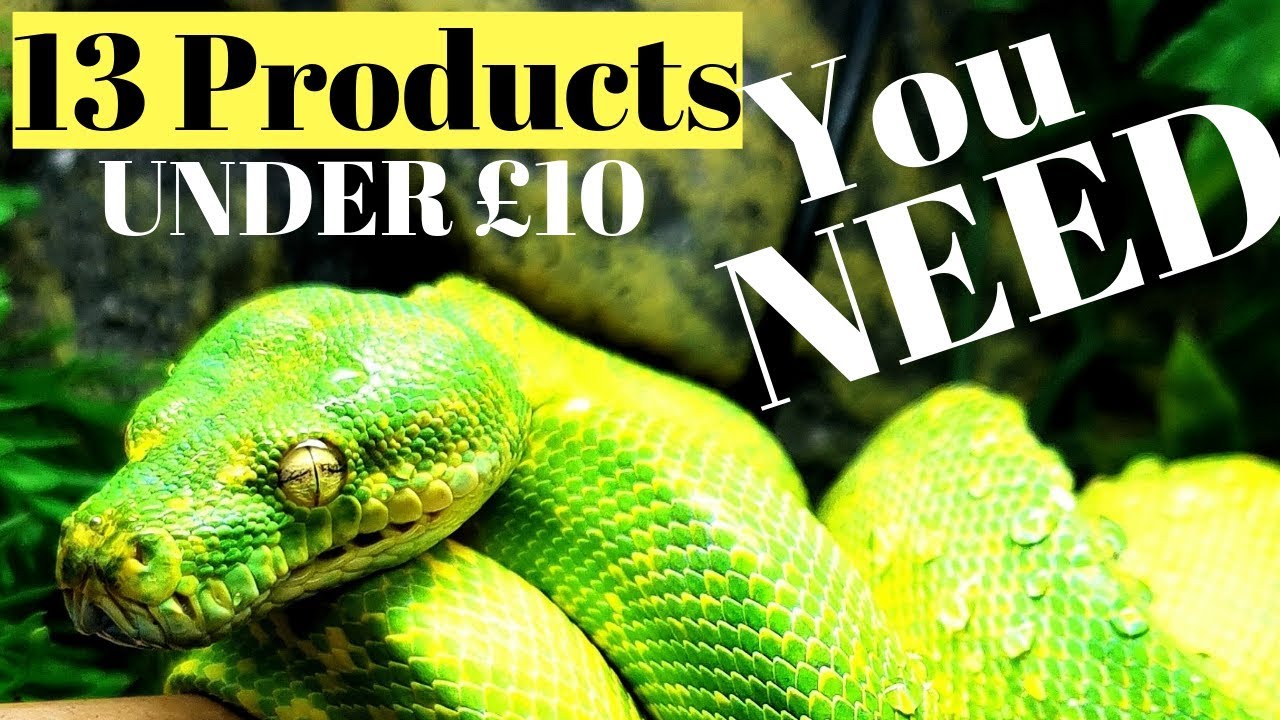 Under £10 Cheap Must Have Reptile Things - YouTube