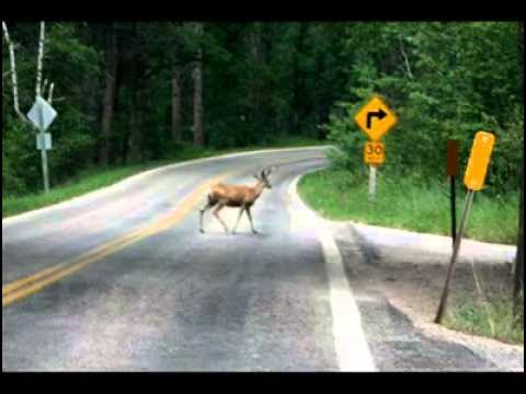 Ask Sam: How Do They Decide Where to Put Deer Crossing Signs