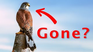 My Kestrel Spent 2 Days Lose! | How I Got Back My Lose Bird