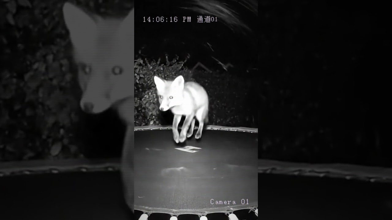 CCTV Caught Fox Jumping on Trampoline at Night 🦊😱
