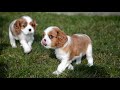 Cavalier King Charles Spaniel Puppy litter M - Happy Village FCI の動画、YouTube動画。