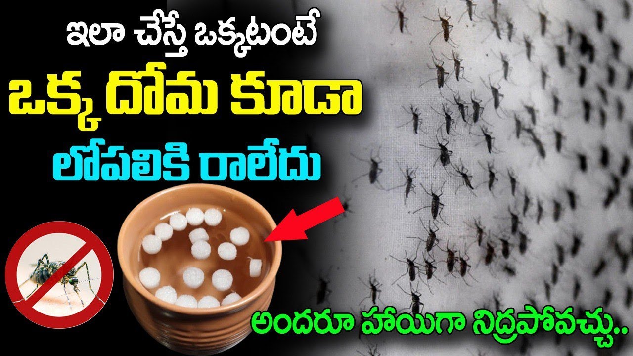 ఇలా చేస్తే ఒక్కటంటే ఒక్క దోమ కూడా లోపలికి రాలేదు||Natural Remedy To Get Rid Of Mosquitoes #camper