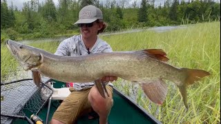 Chasing Giant Topwater Musky- Insane Action!