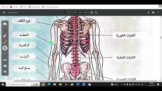 الجزء ال3 حل كتاب التفوق الاحياء الهيكل الطرفي الدرس الاول