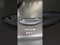 本日の釣果　良質サバ