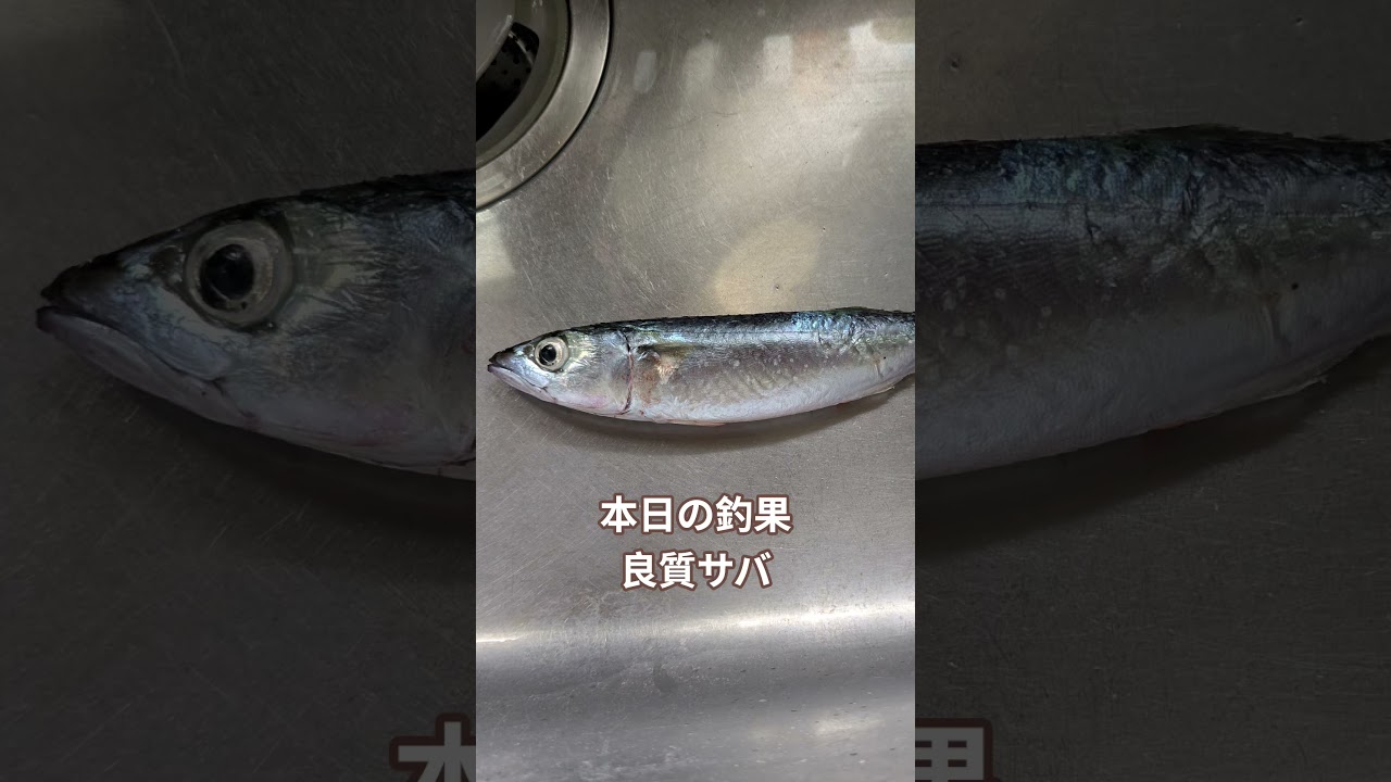 本日の釣果　良質サバ