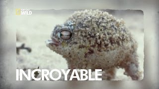 An incredible frog!