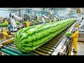 Inside a Million-Dollar Watermelon Factory  Full Process from Fresh Fruit to Juice Production