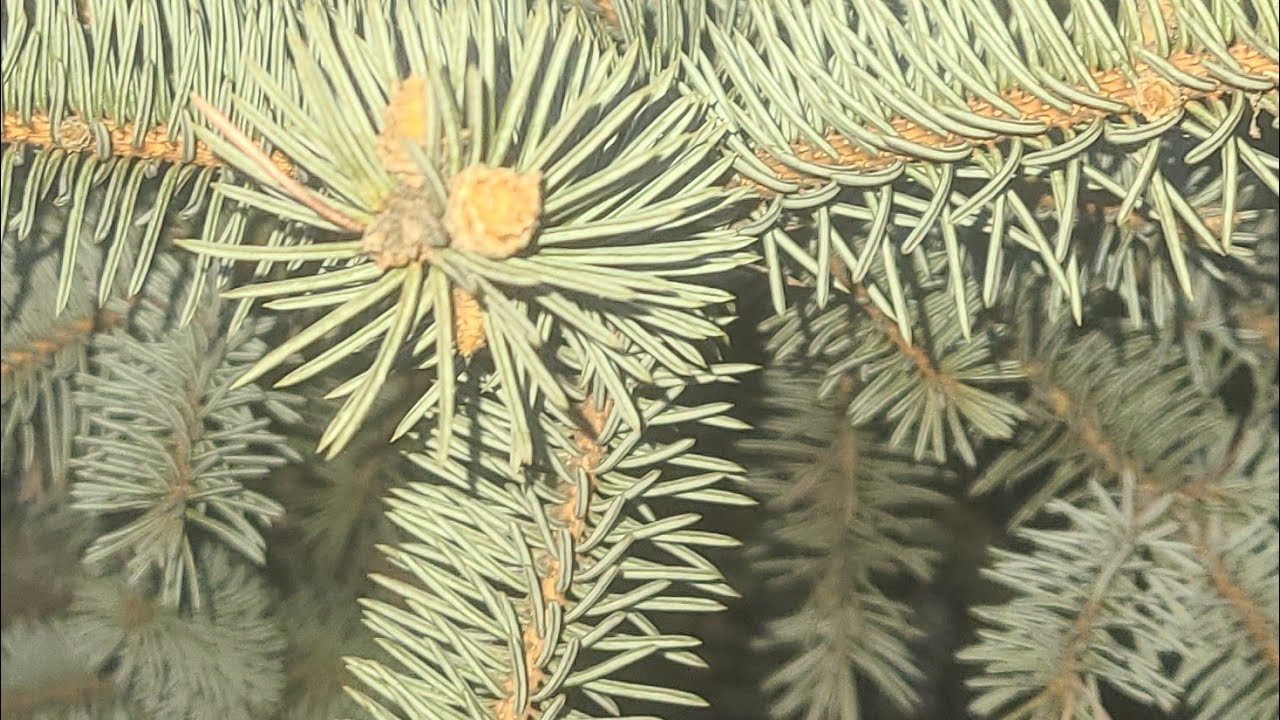 У каналі Kosmiks Varvar TV  прямий ефір.Стрим каждый день на канале нашем. подпишись и лайк нам.