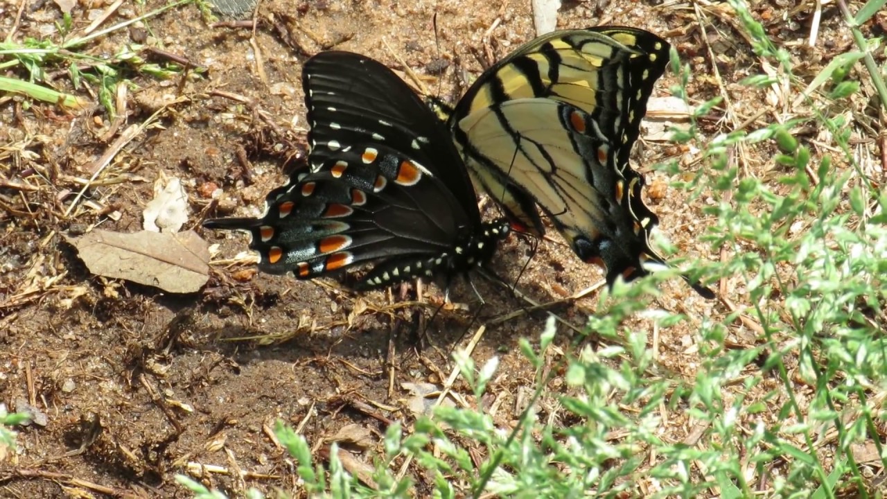 pair of words list Butterfly dance