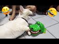 Try Not To Laugh 😄🐾 Funniest Cats and Dogs 2025 🐱🐕