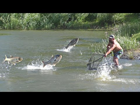 Вот Это Рыбалка! Я Ещё Такого Не Видел! Рыбы Стаей Выпрыгивают Из Воды