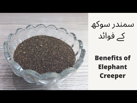 Benefits Of Elephant Creeper سمندر سوکھ کے فوائد MerajDawakhana Herbsforhealth Urdu Medicalplants