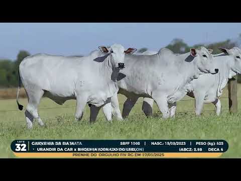 LOTE 32