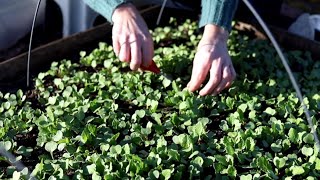 How to Thin Radishes in the Home Garden