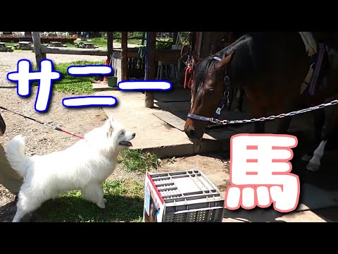 サニー、馬に会う/サモエド samoyed