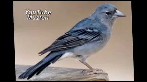 Marisa & Carlo - Blue Canary