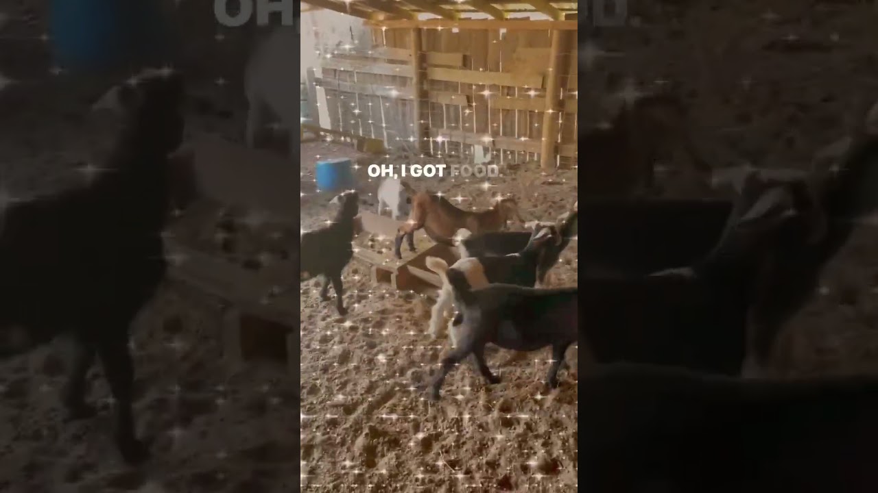 Goats meet Baby piglet!