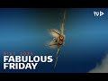 Highlights From Friday At The Royal International Air Tattoo 2025 Highlights From Friday At The Royal International Air Tattoo 2025