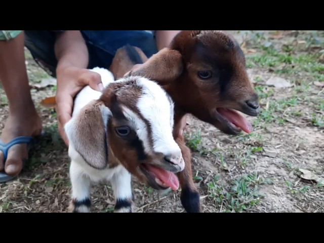 Baby Goat sounds। baby goat preaching sounds। best goat sound in village class=