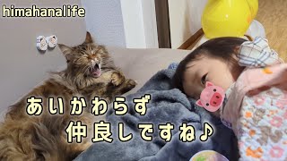 お久しぶりですね【長毛猫日記】 by ひまはなの日常【himahanalife】 36 views 2 months ago 3 minutes, 39 seconds