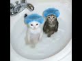 cats momens #parati #catvideos #divertido #gracioso #xd #noflop