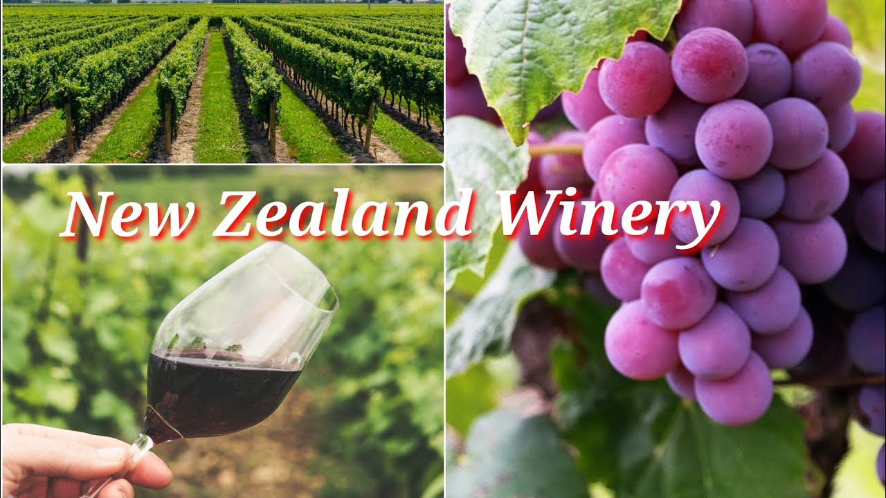 New Zealand Winery The Best Winery The Vineyards Explore New